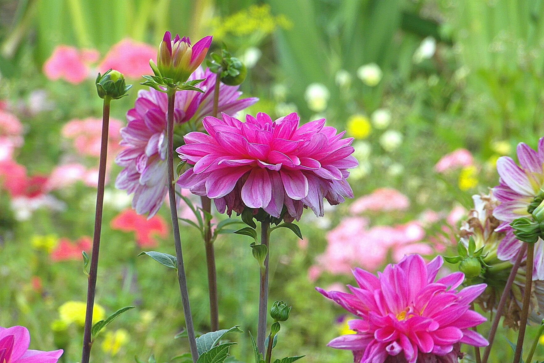 Perennials